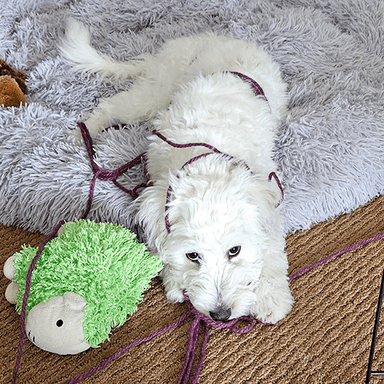 Mikes dog, Casper tangled in yarn